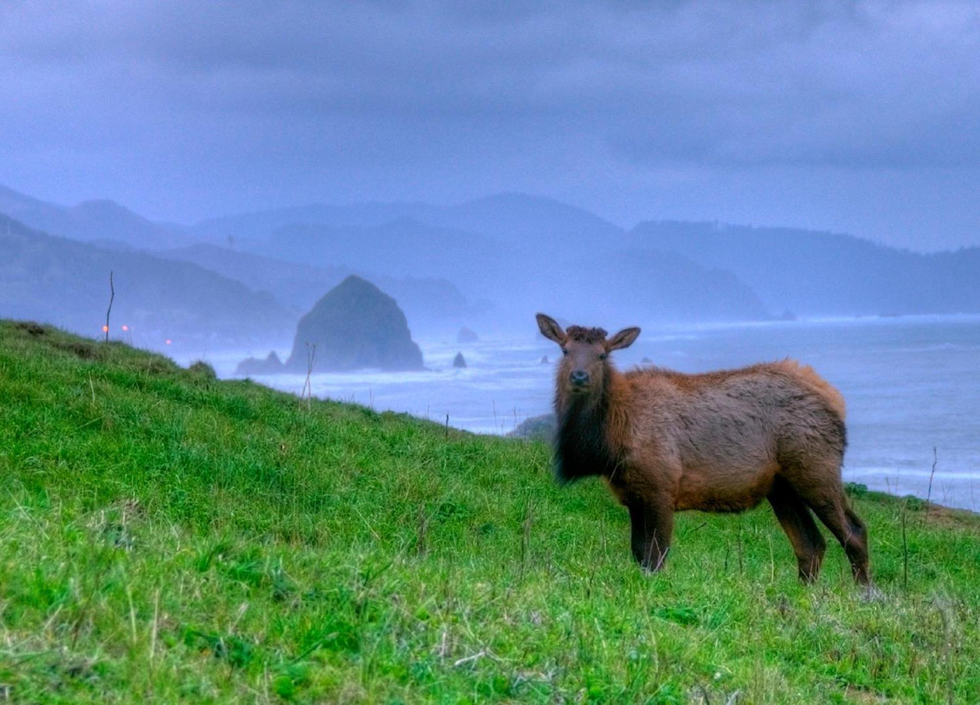 Ecola Creek Lodge Cannon Beach Kültér fotó
